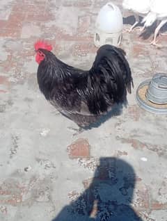 Australorp