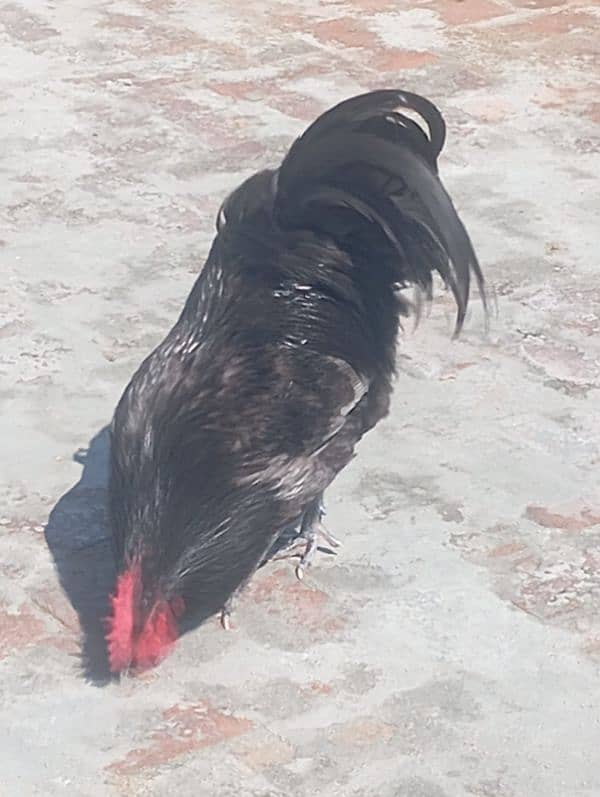 Australorp Heritage/ Austrolorp Heritage / Austrolorp/Australorp 1