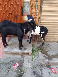 Bakra