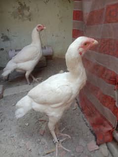 white paper two female for sale more information contact in03265300290