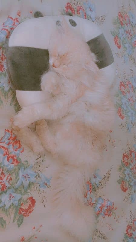 Persian cat 2