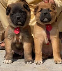 Turkish kangal dogs pair male female age 2 month havey bone for sale