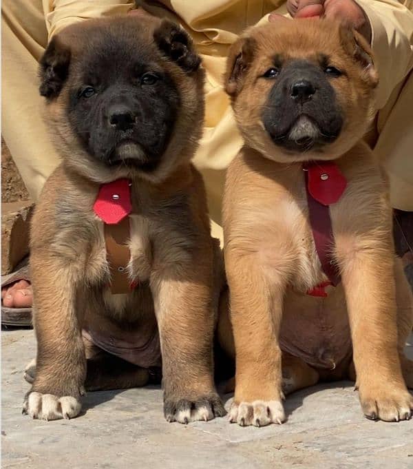 Turkish kangal dogs pair male female age 2 month havey bone for sale 0