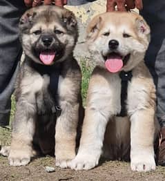 Bakarwal dogs pair male female age 75 days havey bone for sale