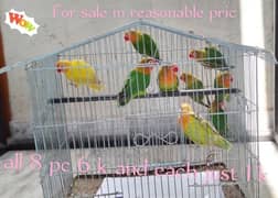 love birds for sale ready to breed