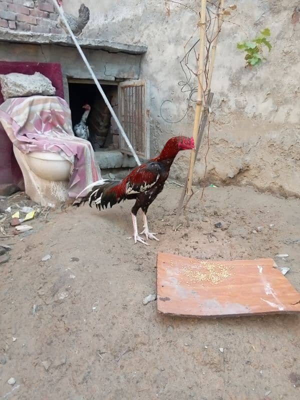 Aseel cock for sale 0