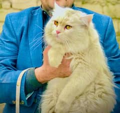 Persian male cat.  Yellow eyes.  Triple coated.  discount in price