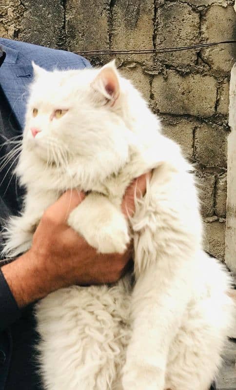 Persian male cat.  Yellow eyes.  Triple coated.  discount in price 2