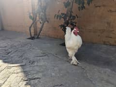 White buff male 4 sale. .