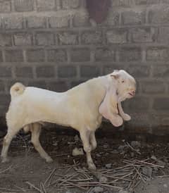 |Goat| |Bakra| |Gulabi goat| |Goat Milk|