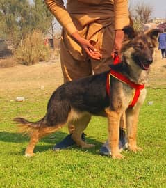 dabal coat female garman Shepherd for sale available