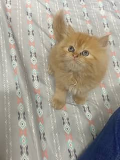 Persian kitten for sale