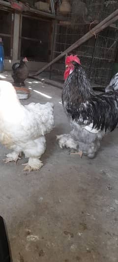 Blue heavy and Buff sebright and black ayam cemani