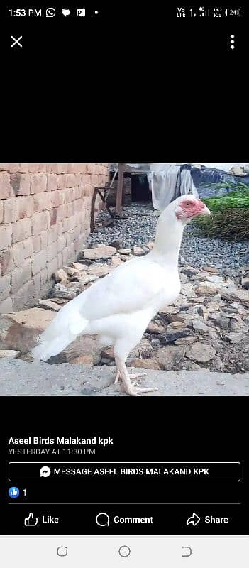 White Hera ka cheks For sale hen. 2