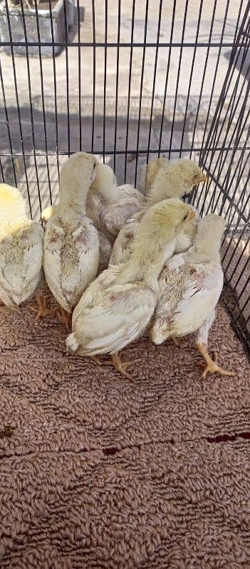 White Hera ka cheks For sale hen. 3