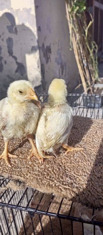 White Hera ka cheks For sale hen. 4