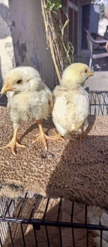 White Hera ka cheks For sale hen. 5