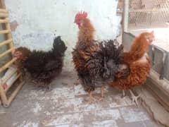 full breeder pair available for sale context in what app 03265300290