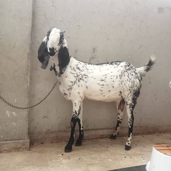 I am selling goat 0