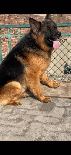 Gsd pedigree Show class male