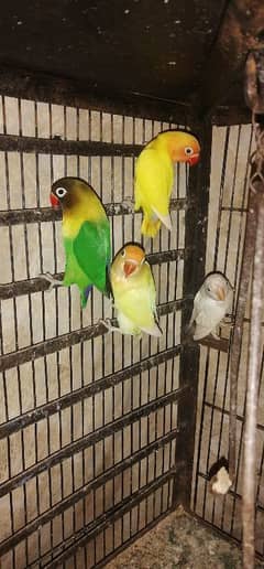 love bird 6 pice