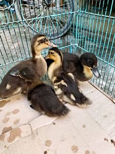 Duck baby's chicks For Sale