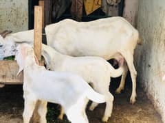 goat with 2kids pure white