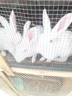 Rabbits for Sale