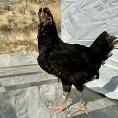 Australorp