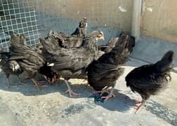 Australorp