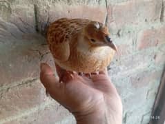 irani female full healthy and good breading on