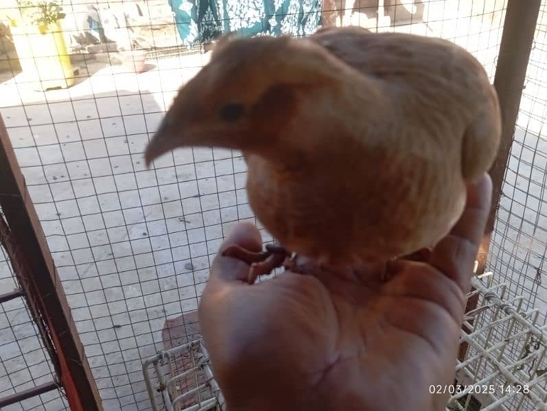 irani female full healthy and good breading on 1