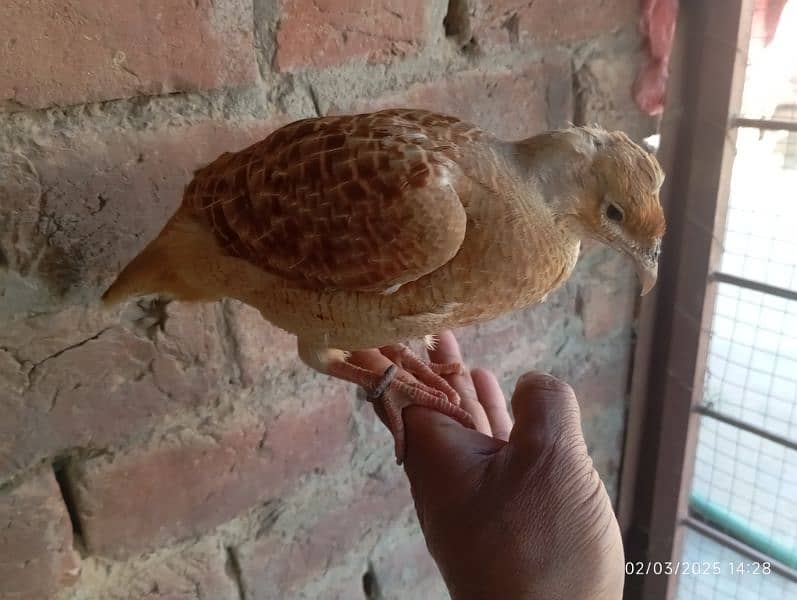 irani female full healthy and good breading on 2