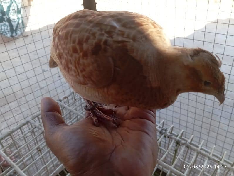 irani female full healthy and good breading on 3