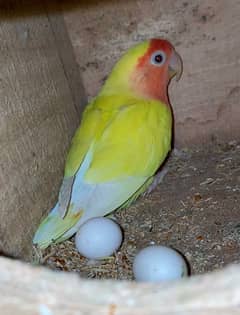 love birds breeder pair with eggs