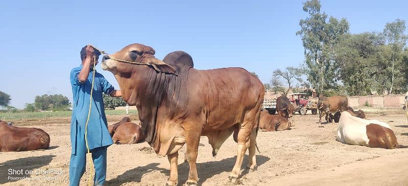 brahman bull 0