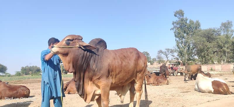 brahman bull 1