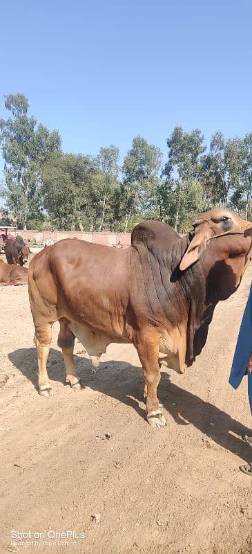 brahman bull 4