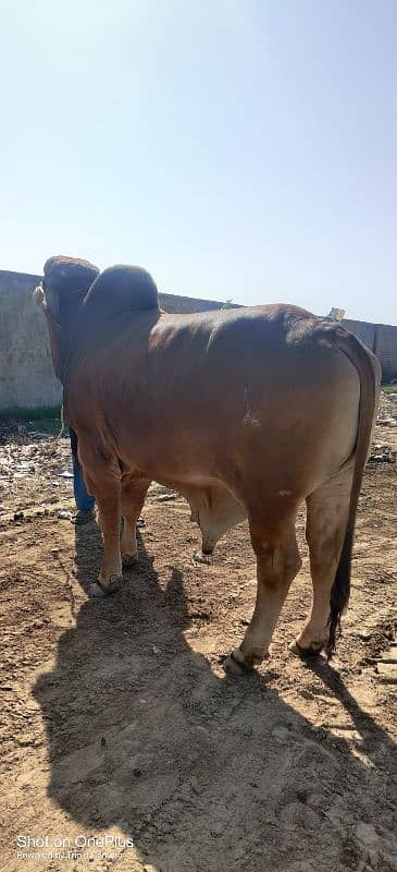 brahman bull 6