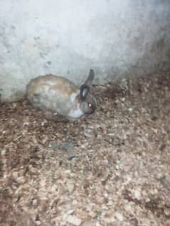 Rabbit breeder female