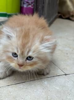 3 persian kittens for sale