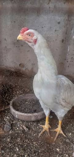 pair Aseel Hera mianwali high quality, chicks 1 -2 months also avalbe