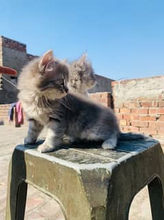 Persian Kittens / Tripple Coat