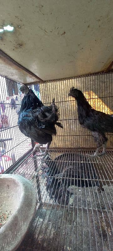 Aseel And Ayam Cemani Breeder Pairs for Sale In Lahore 1