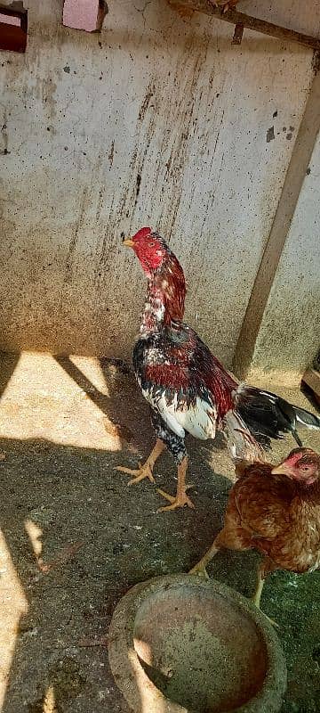 Aseel And Ayam Cemani Breeder Pairs for Sale In Lahore 3