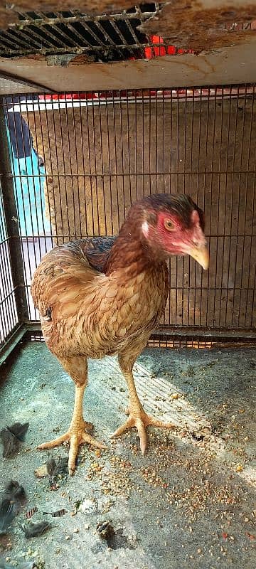 Aseel And Ayam Cemani Breeder Pairs for Sale In Lahore 7