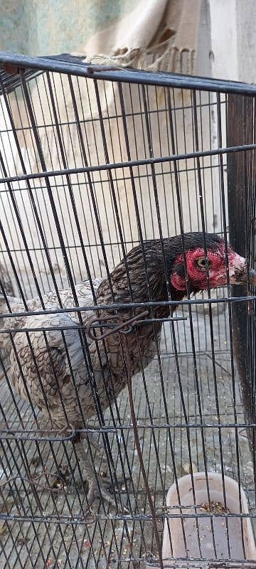 Aseel And Ayam Cemani Breeder Pairs for Sale In Lahore 11