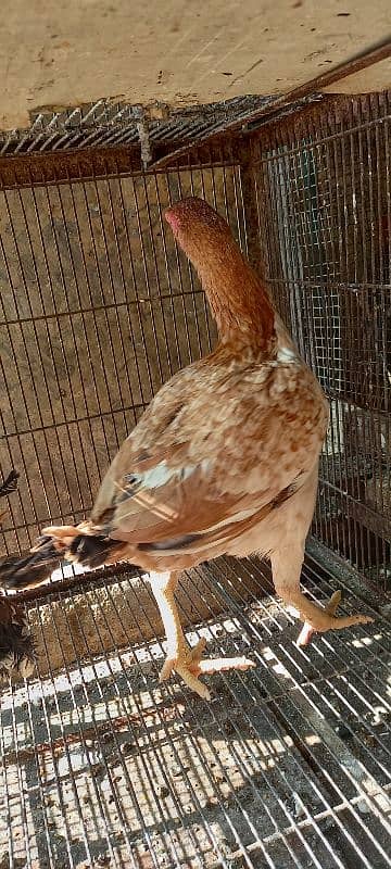 Aseel And Ayam Cemani Breeder Pairs for Sale In Lahore 15