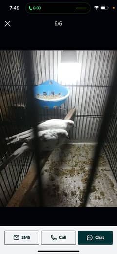 Diamond pied dove /Available/breeder pairs