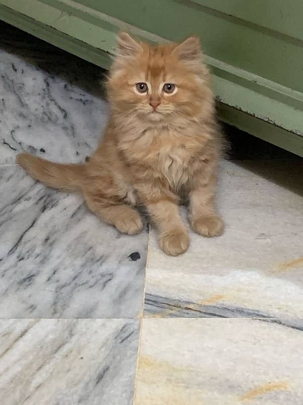 2 brown persian cats pair 1